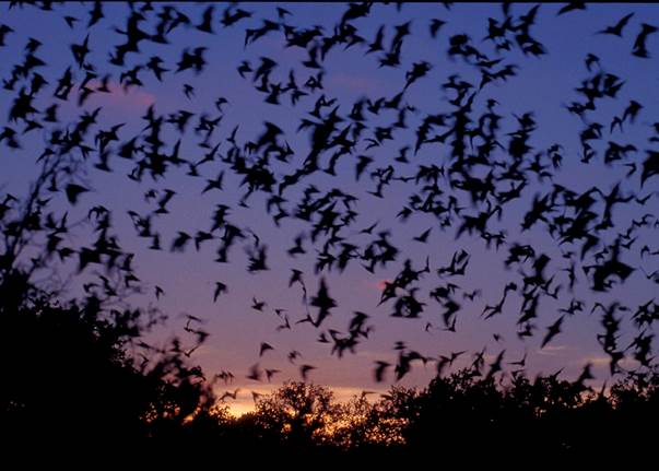 Image result for bats in the carlsbad caverns